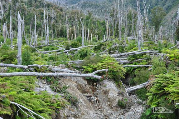 Vegetação cresce no terreno da floresta destruída pela erupção do vulcão Chaitén, no sul do Chile